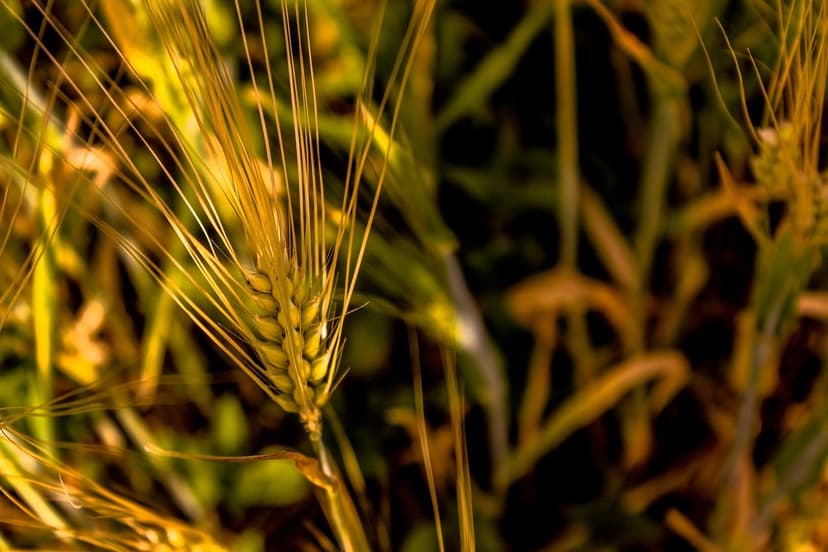 Biostimulants for European Crops: Boost Your Production