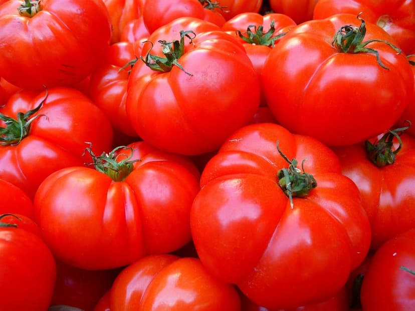 Microbioma del Suolo e il suo Ruolo nella Fertilità Agricola