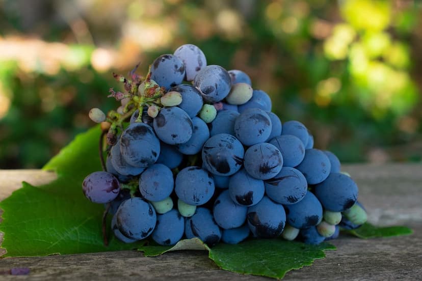 Biostimulants pour le Contrôle des Maladies de la Vigne