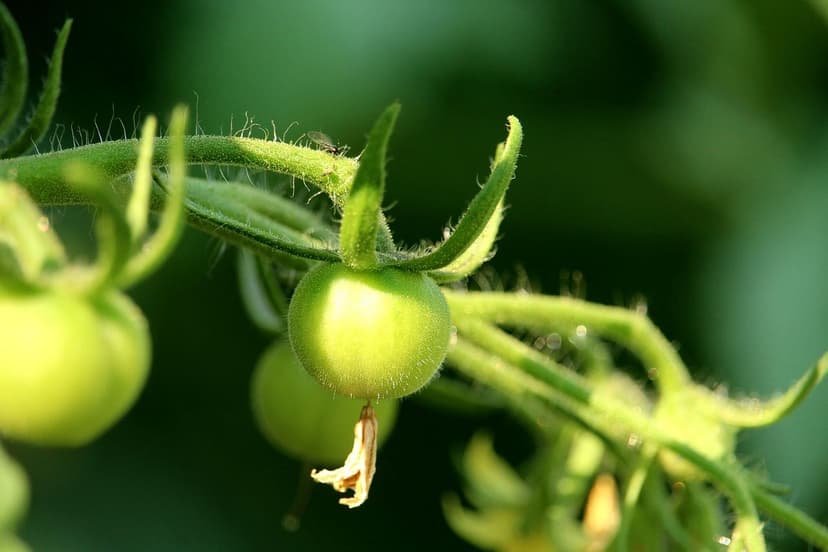 Biostimulants for Tomatoes in Colombia: Increase Production