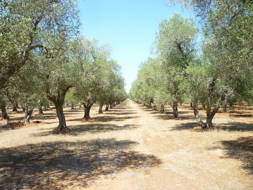 Confronto tra Biostimolanti per Olivo nel 2026