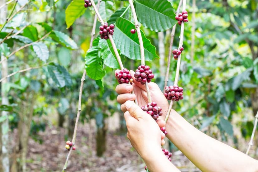 Berry size: the new agronomic conversation