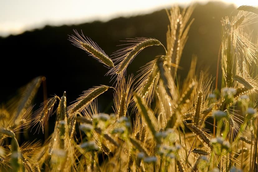 ECOGANIC NANOTECHNOLOGIE sur le riz au Vietnam : +16% de production da