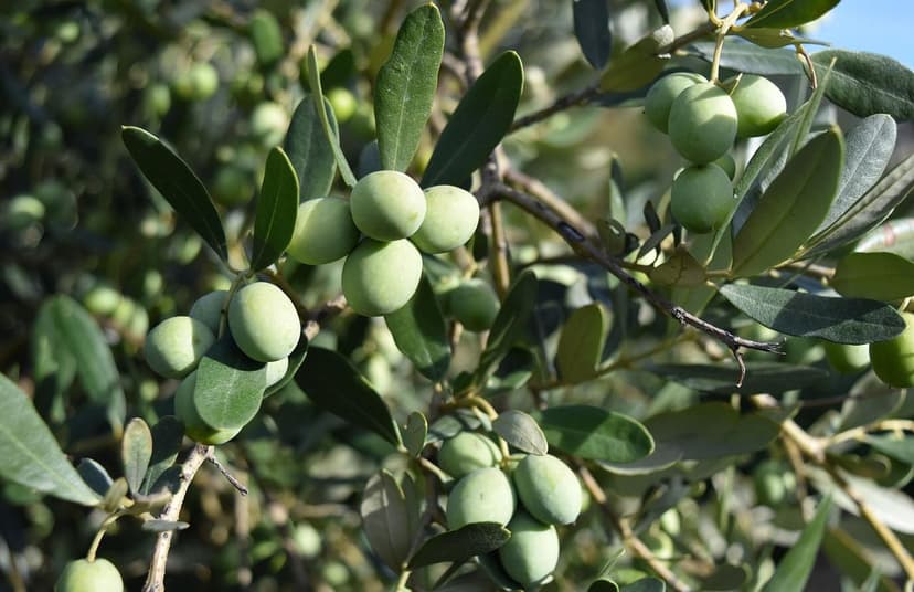 ECOGANIC UNIVERSEL sur olivier Arbequina superintensif : +9,8% de prod