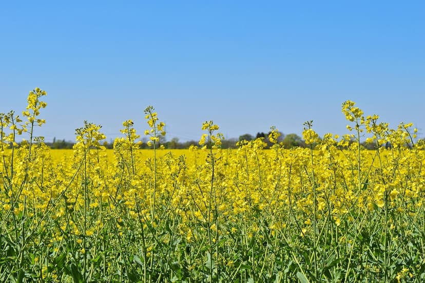 Trends in Biostimulants: The Future of Agriculture