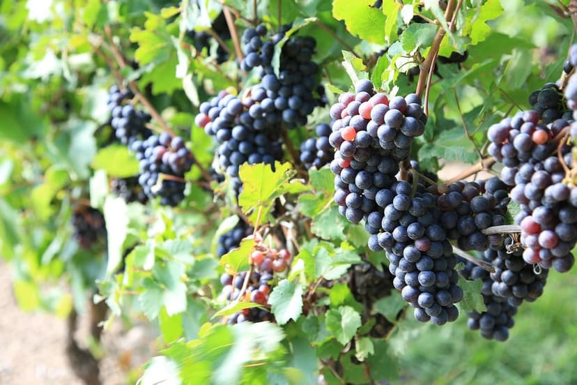 Nitrogen Fertilization in Grapevines: Dosage and Application