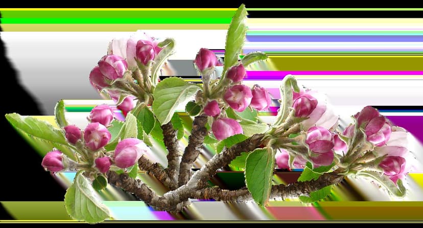 Uso di biostimolanti per migliorare la fioritura nei susini