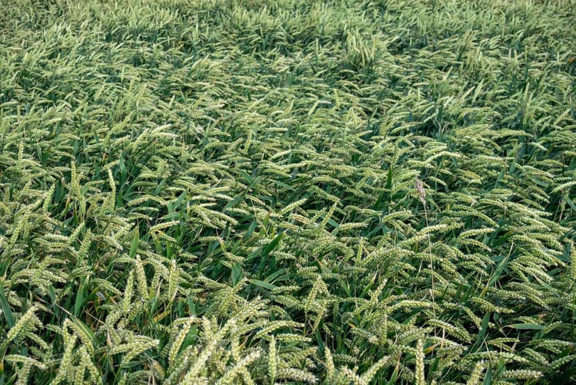 Guía para entrenar distribuidores en bioestimulantes agrícolas