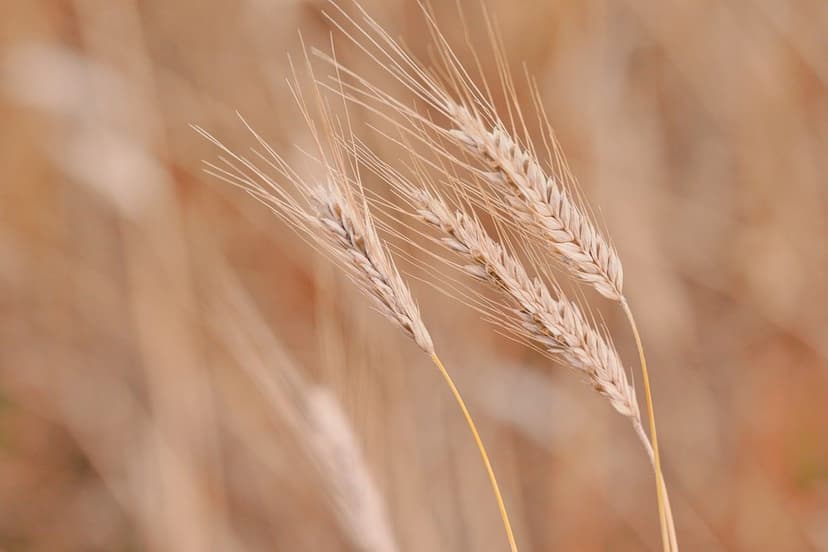 ECOGANIC NANOTECHNOLOGY in rice in Vietnam: +16% yield in tropical del