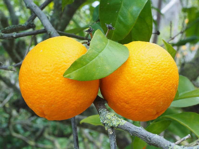 Faktoren, die die Blüte und den Fruchtansatz beeinflussen
