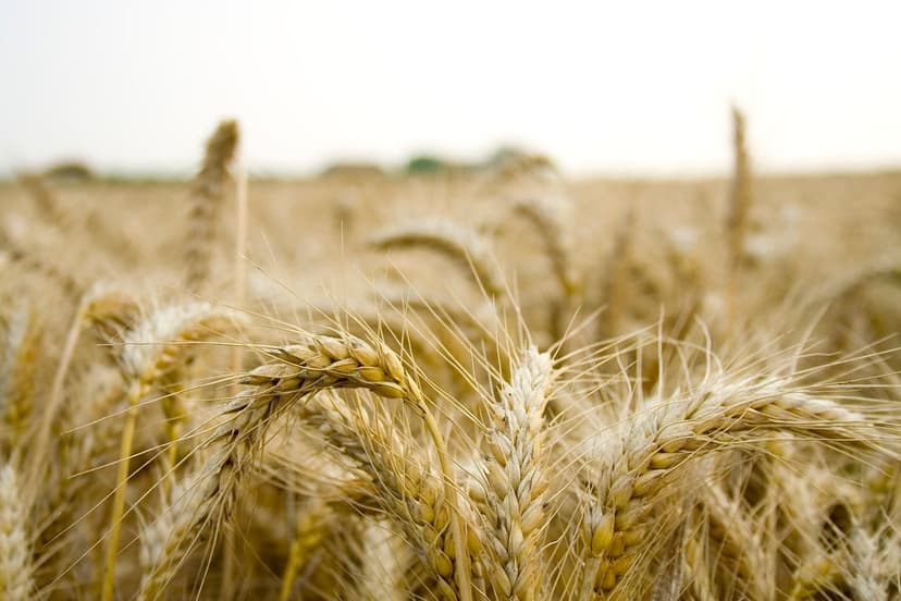 Fertilizzanti Organici: La Guida Definitiva per Nutrire le Tue Colture