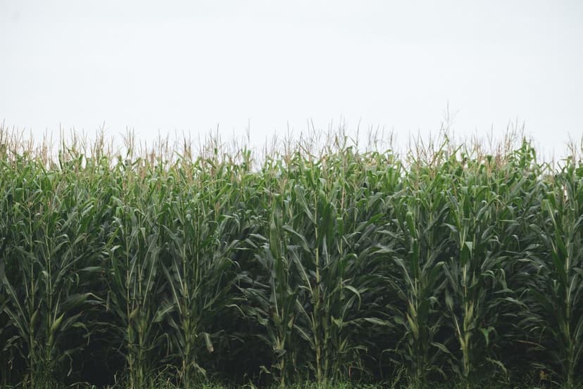 Impacto Ambiental de los Bioprotectores en Agricultura