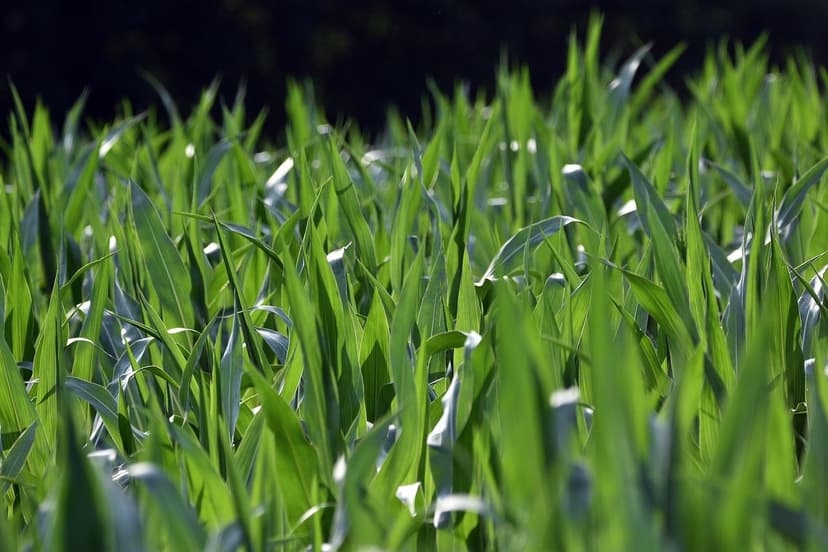 Benefícios de Bioestimulantes na Agricultura Europeia