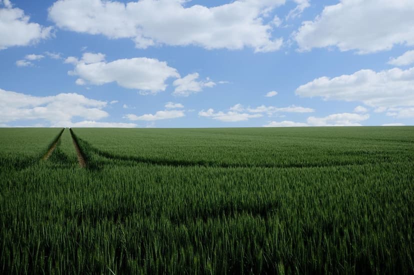 Fertilizzanti biologici, organici ed ecologici: alternative sostenibil