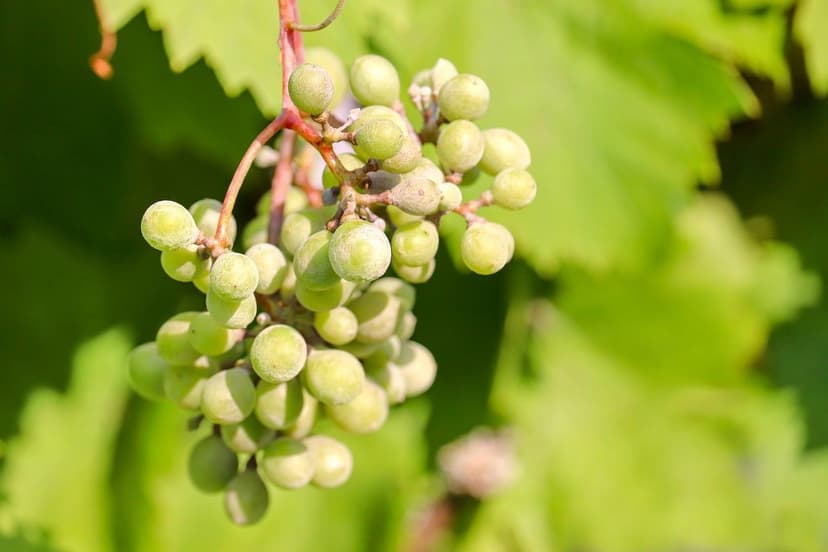 How to Correct Nitrogen Deficiency in Grapevines
