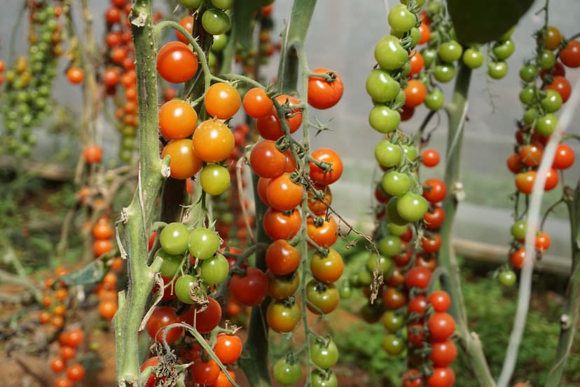 Estratégias práticas para promover um solo vivo no tomate