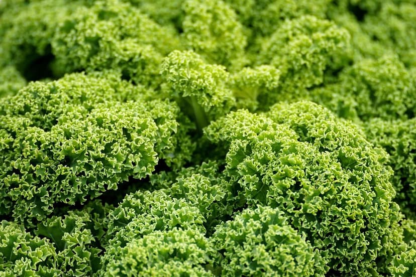 Integración de los Principios de Agroecología de Gliessman con la Gama