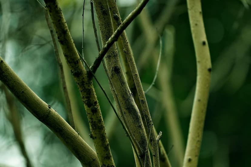 Unicellular Algae vs Humic Acids: Which is Better?