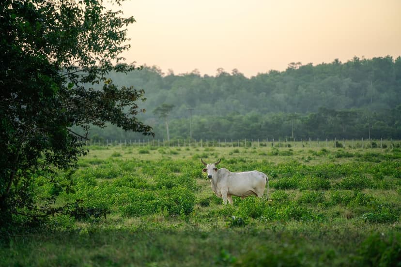 Azote à Libération Lente en Agriculture : Avantages