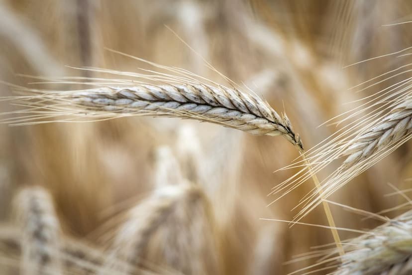 Biostimolanti: migliorano la redditività delle colture in Europa