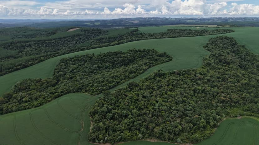 Bioestimulantes para Aguacate: Guía Técnica por Fase Fenológica para E