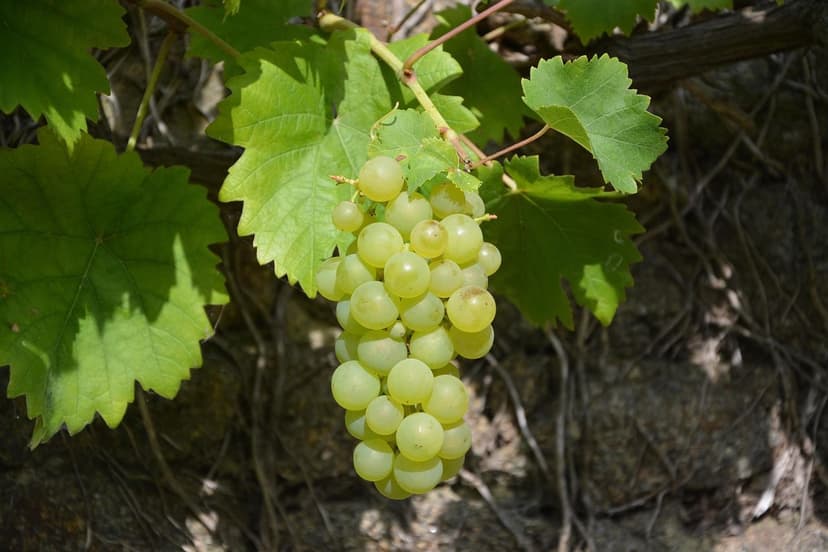 ECOGANIC POWER against ESCA in grapevine: total symptom elimination in