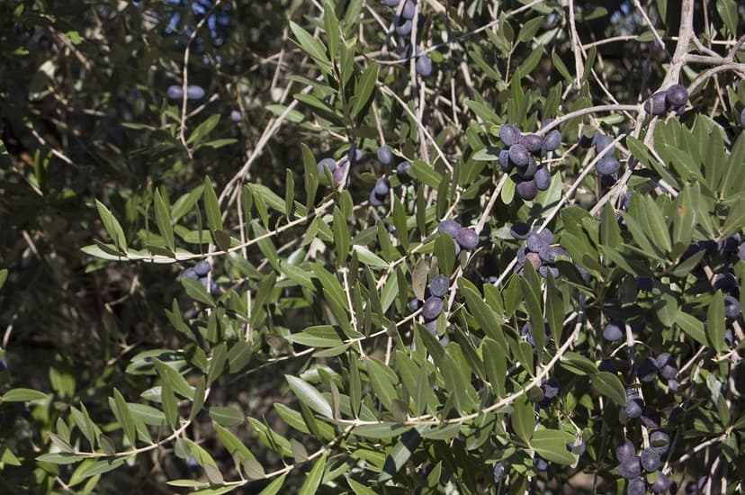 Biostimolanti Olivo Assorbimento Radicale e Resa