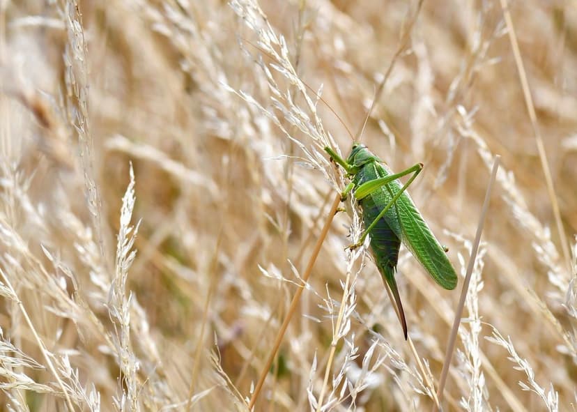Azoto Organico in Agricoltura: Vantaggi Applicativi