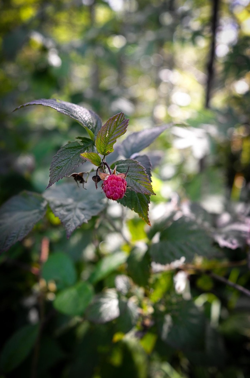 Symptome von Hitzestress bei Himbeeren