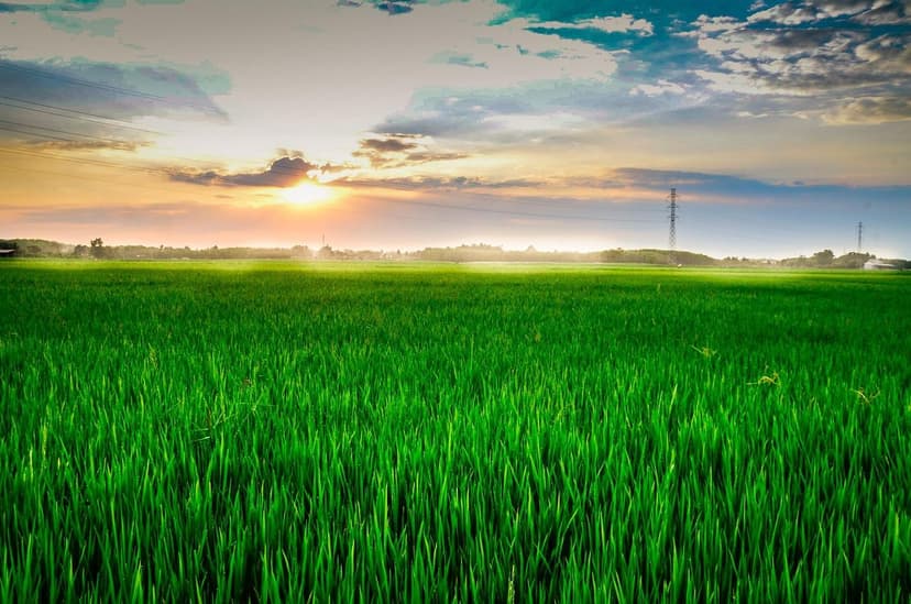 Estresse abiótico em hortaliças: o que os bioestimulantes oferecem