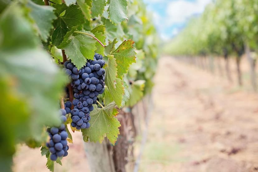 Häufig gestellte Fragen zu Biostimulanzien im Weinbau