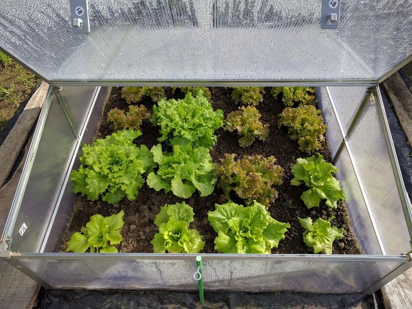 Benefits of Unicellular Algae in Tomato