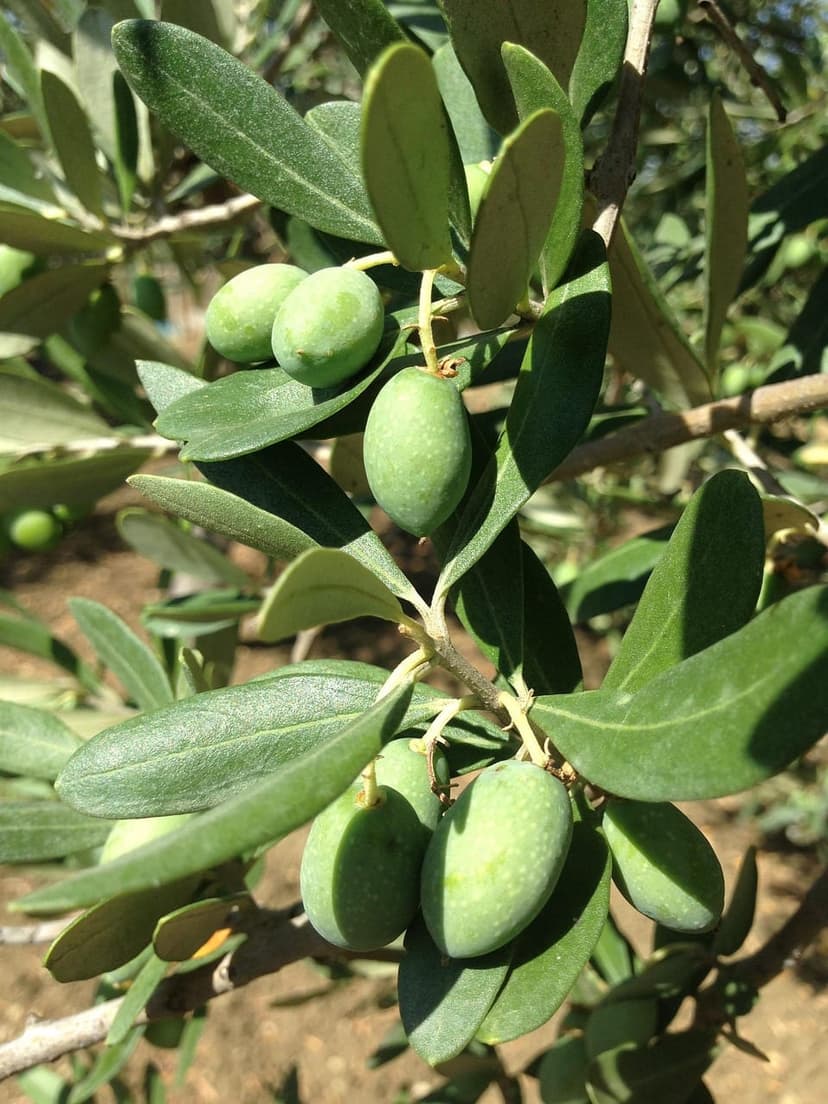 Uso de Bioestimulantes em Oliveiras