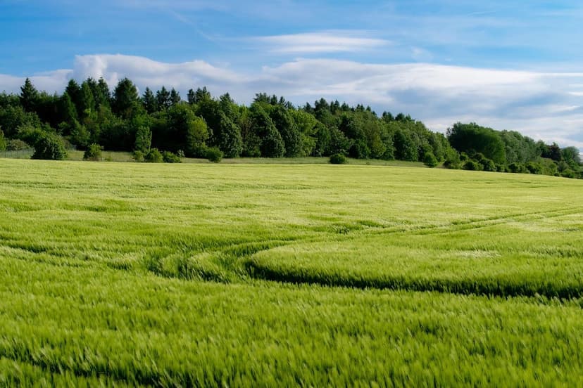 Ammoniacal Nitrogen in Agriculture: Advantages and Application