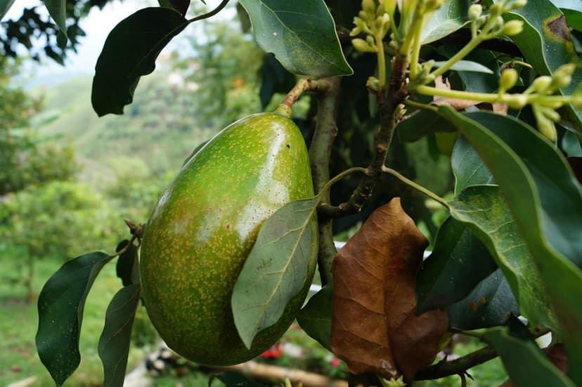 Biostimulants for Avocado: Technical Guide by Phenological Phase for S