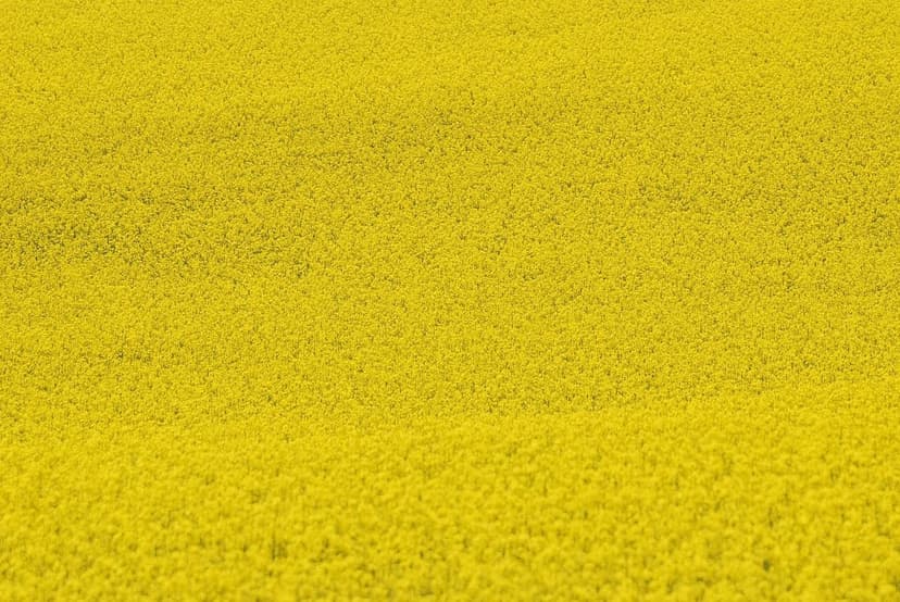 Integrazione dei Principi di Agroecologia di Gliessman con la Gamma di