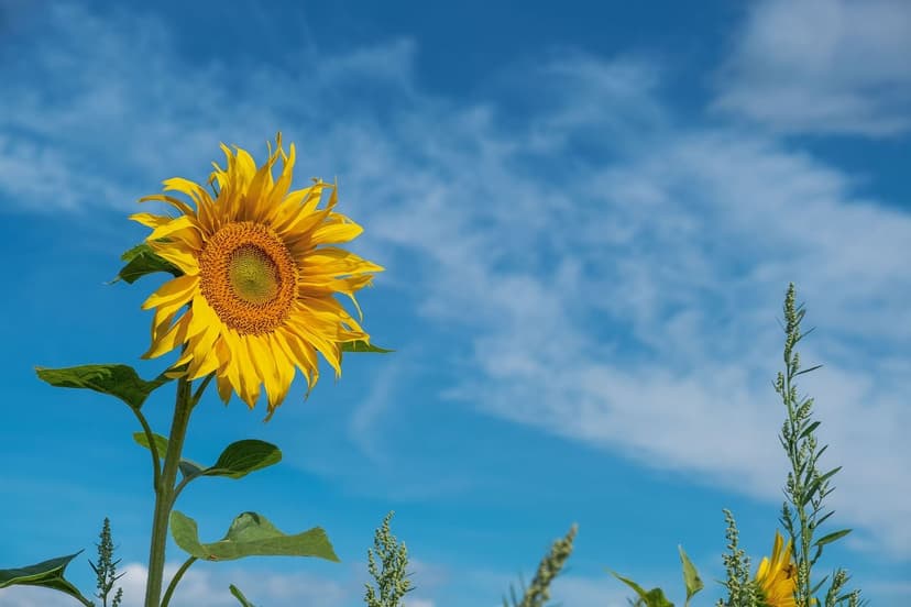 Fertilizantes Orgânicos: O Guia Definitivo para Nutrir suas Culturas d