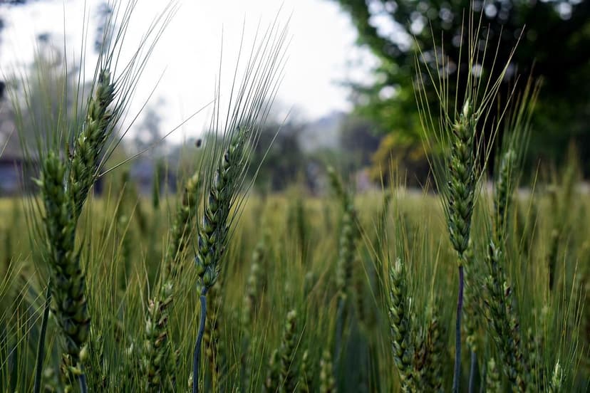 Trends bei Biostimulanzien: Zukunft der Landwirtschaft