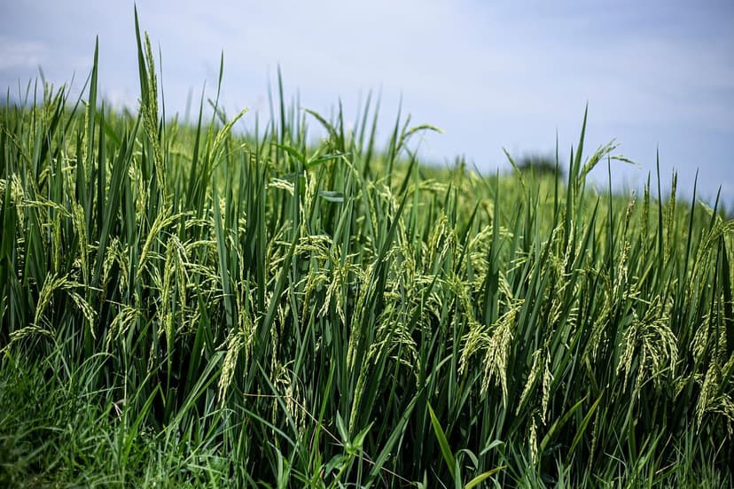 La Guida Definitiva per un Giardino e un'Agricoltura Sostenibili: Scop