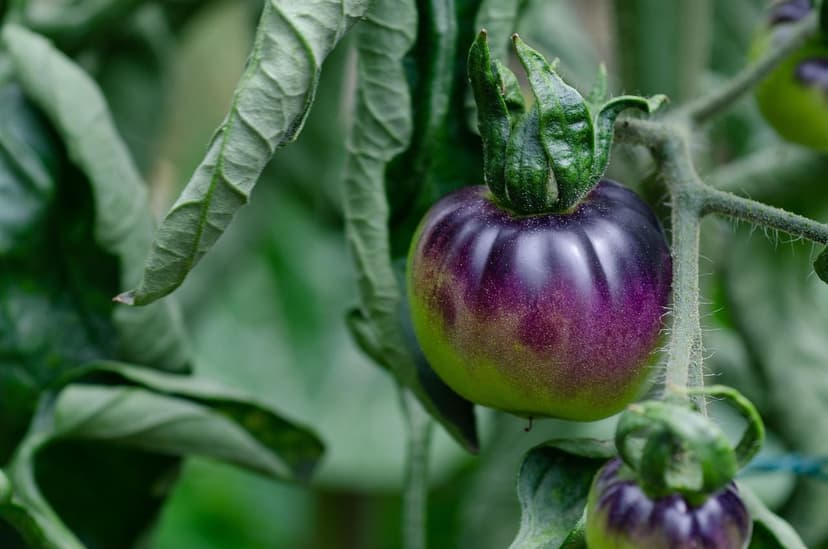 Application de Biostimulants en Culture de Tomate