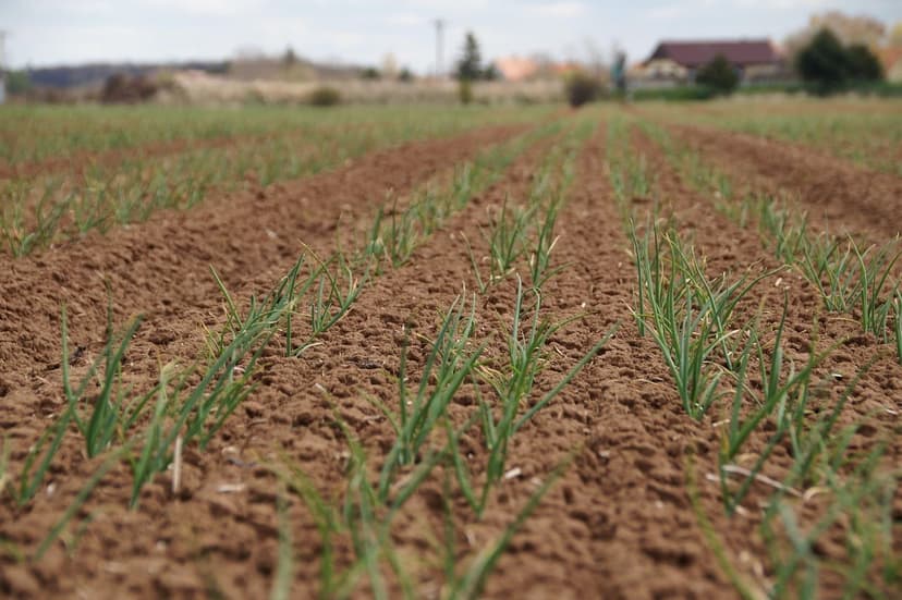 Fertilização Nitrogenada em Milho: Dose e Aplicação
