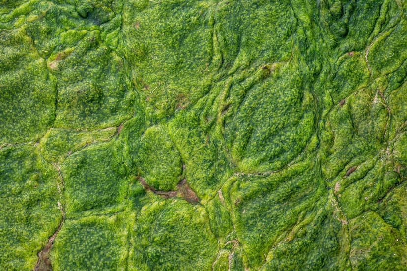 Algas Unicelulares vs Algas Marinas como Bioestimulante
