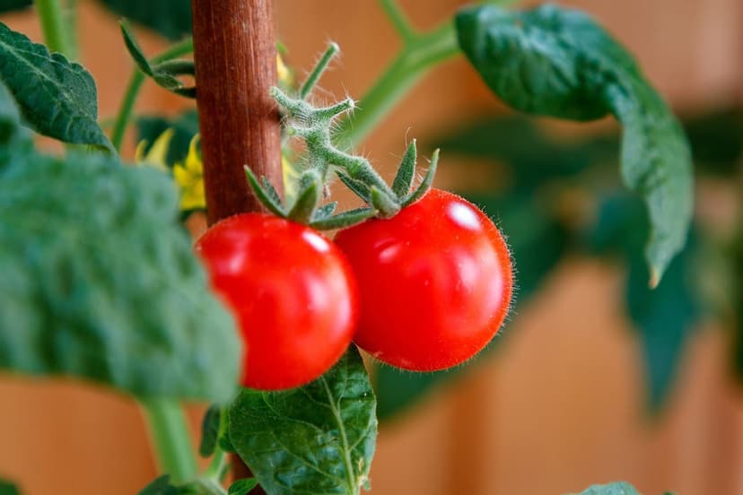 Biostimulanzien für Tomaten in Kolumbien: Steigern Sie den Ertrag