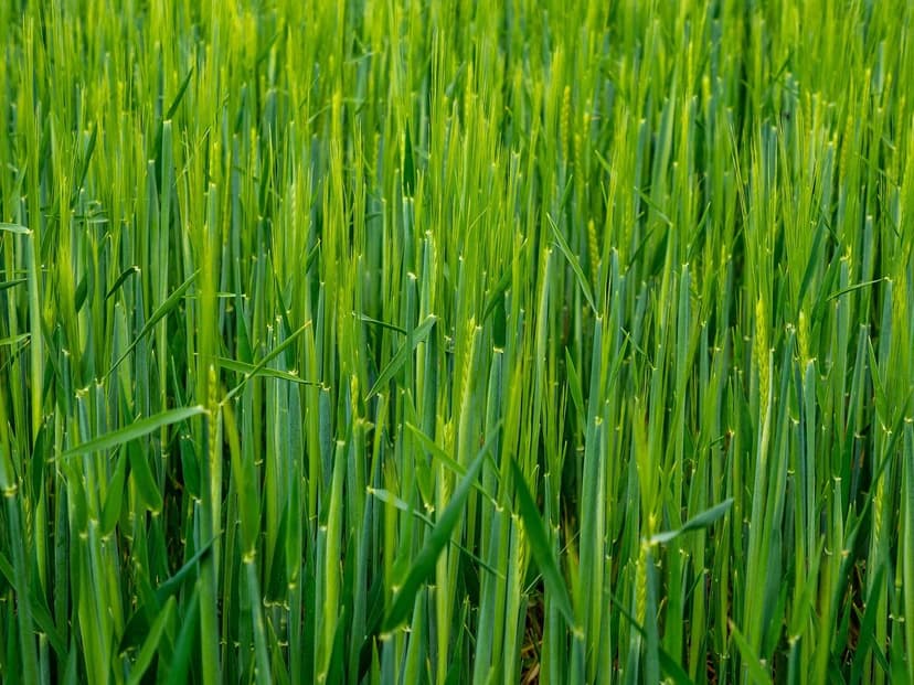 Bioestimulantes Agrícolas: O Que São e Como Funcionam