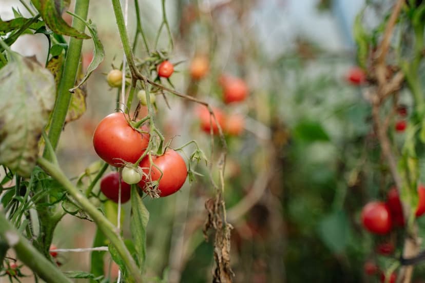 Manejo de escaldadura solar em tomate com bioestimulantes