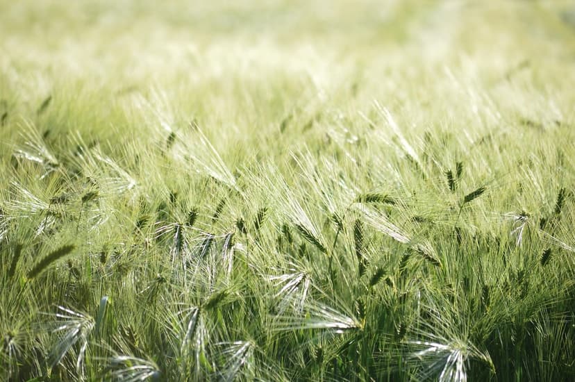 Biostimulant Benefits on Olive Oil Quality