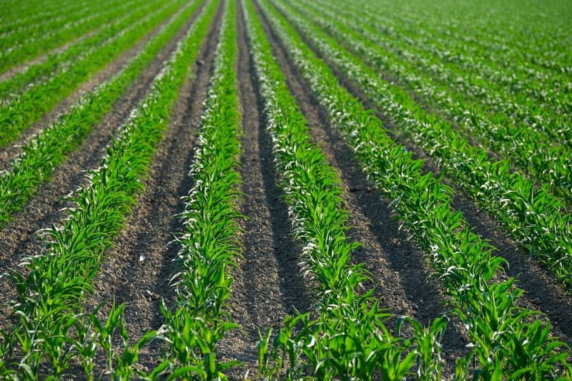 Concimi agricoli Malaga: guida completa 2026