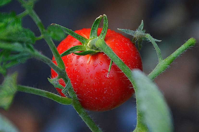 Biostimolanti e Qualità del Pomodoro: Impatto Reale