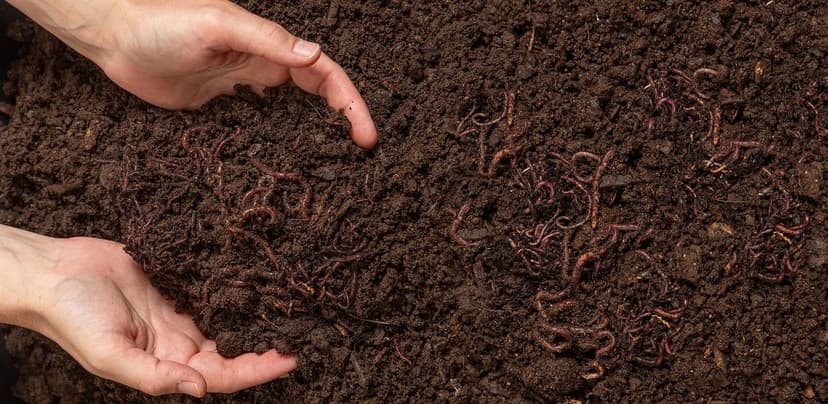 Biostimulants for Soil and Soybean under Drought