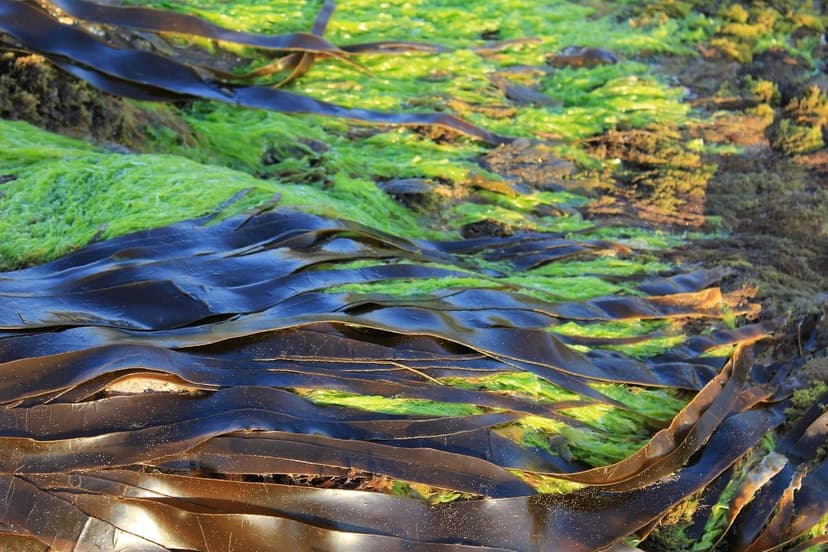 Nitrogen and Unicellular Algae in Agriculture